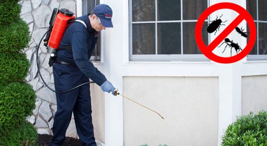 Sasalı Böcek İlaçlama böcek ilaçlama ve haşere kontrolü — ilaclama-tr.com